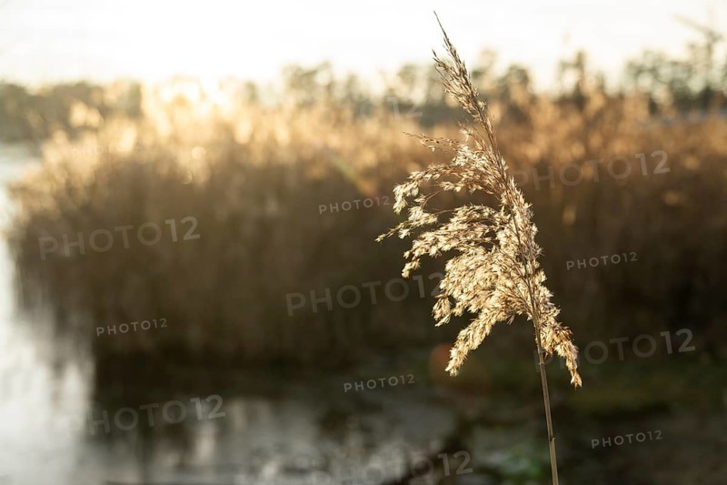 Common reed (Phragmites australis) seeds against the sunlight in winter, Bavaria, Germany