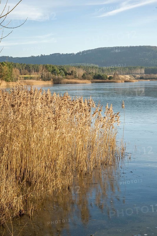 Common reed (Phragmites australis) growing in a lake on a sunny day in winter, Bavaria, Germany