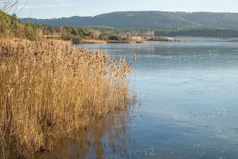 Common reed (Phragmites australis) growing in a lake on a sunny day in winter, Bavaria, Germany