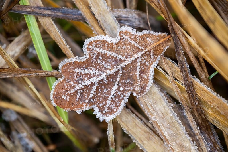 Ice crystals from roarfrost on a pedunculate oak (Quercus robur) leaf lying on the ground in winter, Bavaria, Germany