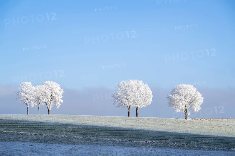 Silver lime trees (Tilia tomentosa) with hoarfrost on the branches standing on a meadow on a sunny day with blue sky in the background in winter, Bavaria, Germany