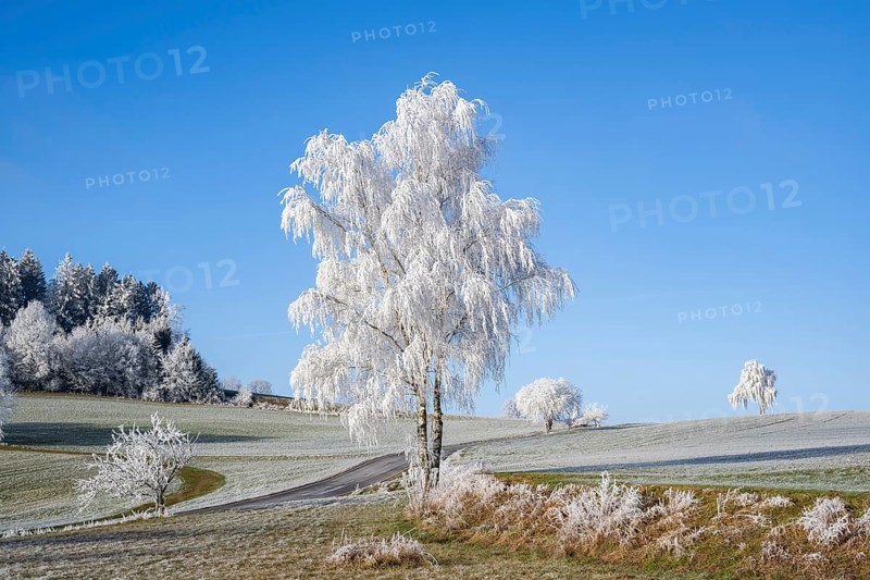 Silver birch (Betula pendula) standing on a meadow with hoarfrost on the branches in front of blue sky at sunshine in winter, Bavaria, Germany