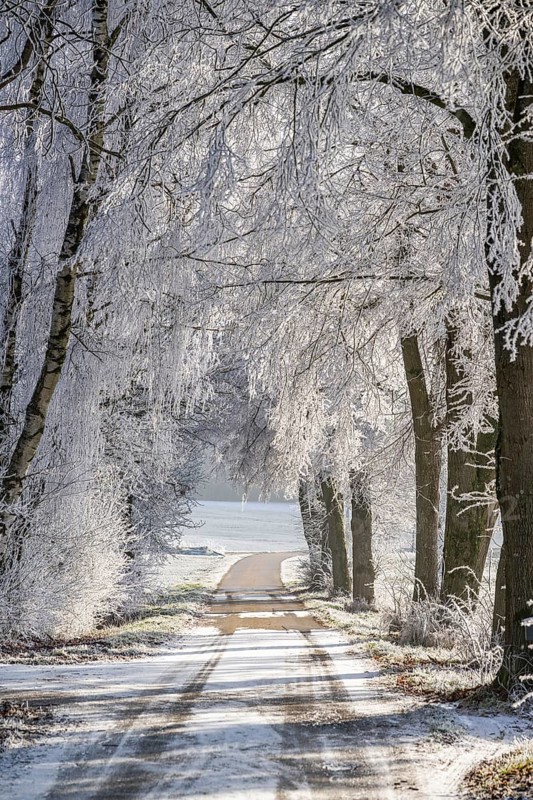 A street going through trees with hoarfrost on the branches at sunshine in winter, Bavaria, Germany