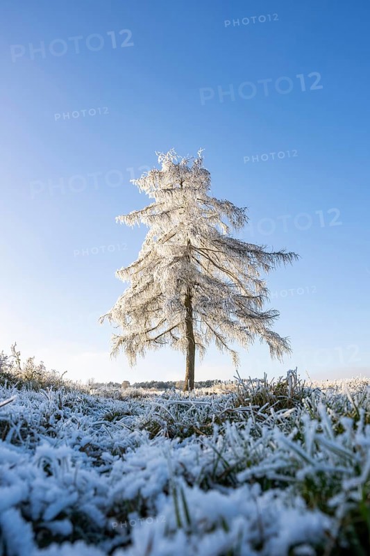 European larch (Larix decidua) with hoarfrost on the branches standing on a meadow on a sunny day with blue sky in the background in winter, Bavaria, Germany