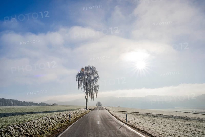 Silver birch (Betula pendula) standing beside a road with hoarfrost on the branches at sunshine in winter, Bavaria, Germany