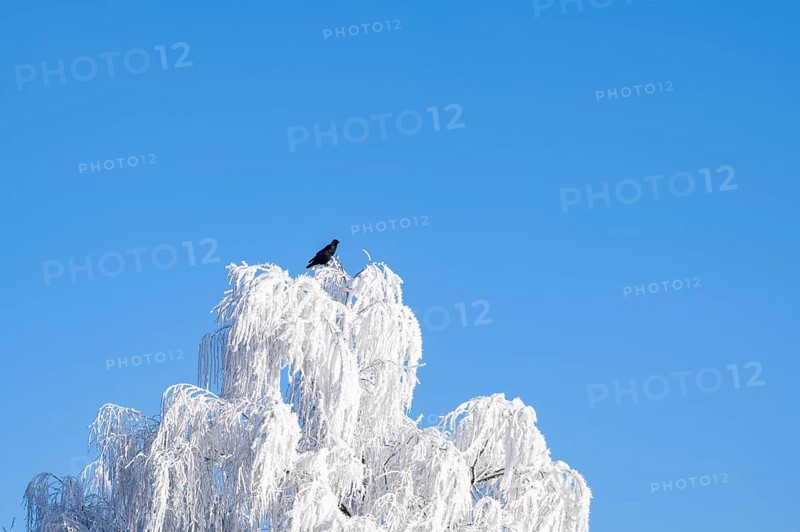 Carrion crow (Corvus corone) sitting on a Silver birch (Betula pendula) standing on a meadow with hoarfrost on the branches in front of blue sky at sunshine in winter, Bavaria, Germany