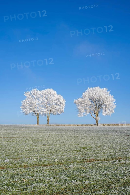 Silver lime trees (Tilia tomentosa) with hoarfrost on the branches standing on a meadow on a sunny day with blue sky in the background in winter, Bavaria, Germany