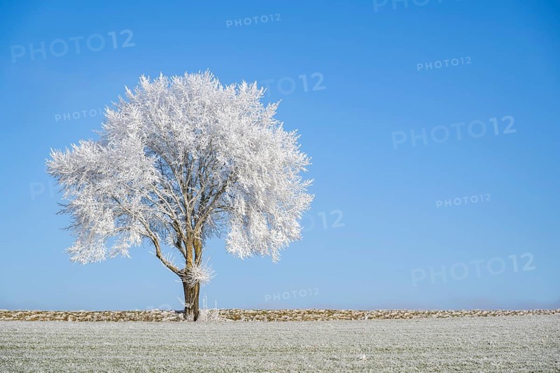 Silver lime tree (Tilia tomentosa) with hoarfrost on the branches standing on a meadow on a sunny day with blue sky in the background in winter, Bavaria, Germany