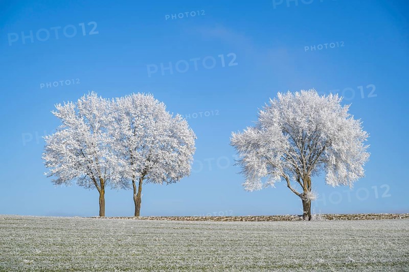 Silver lime trees (Tilia tomentosa) with hoarfrost on the branches standing on a meadow on a sunny day with blue sky in the background in winter, Bavaria, Germany