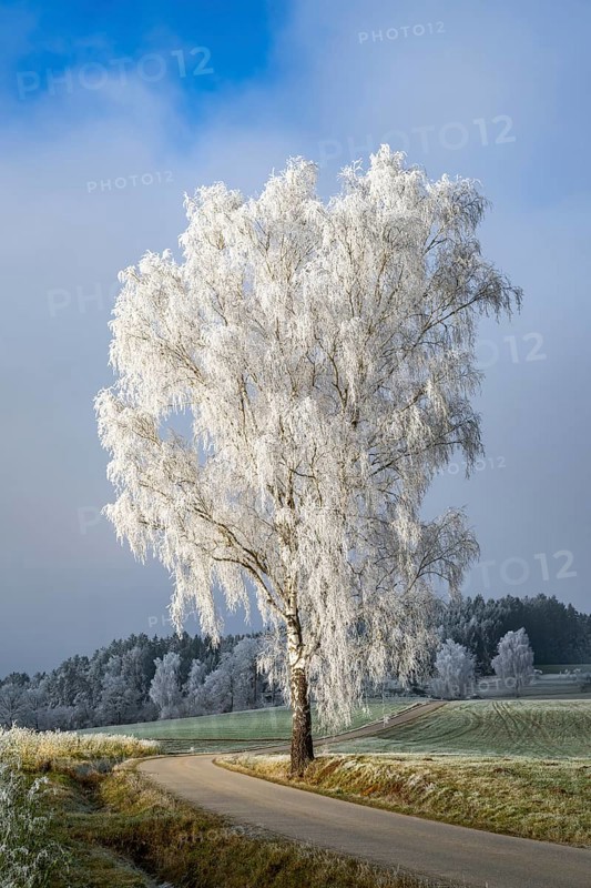 Silver birch (Betula pendula) standing beside a road with hoarfrost on the branches at sunshine in winter, Bavaria, Germany