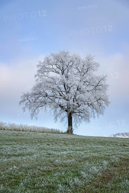 English oak (Quercus robur) tree with hoarfrost on the branches on a meadow in winter, Bavaria, Germany