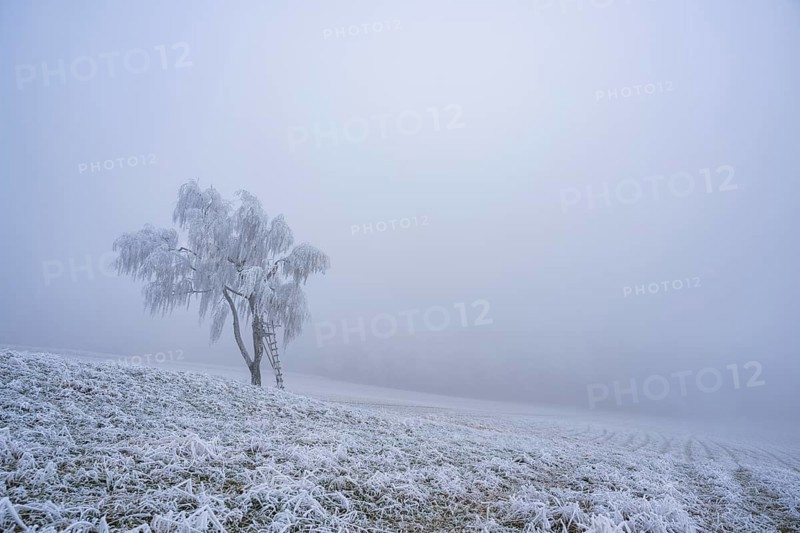 Silver birch (Betula pendula) with a raised hide in a meadow with hoarfrost on the branches in winter, Bavaria, Germany