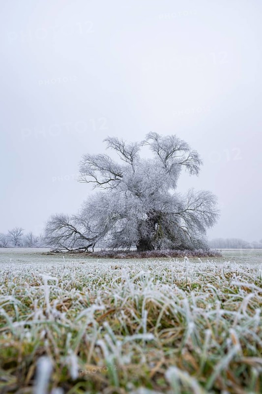 Eastern crack-willow (Salix euxina) standing on a meadow with hoarfrost on the branches in winter, Bavaria, Germany