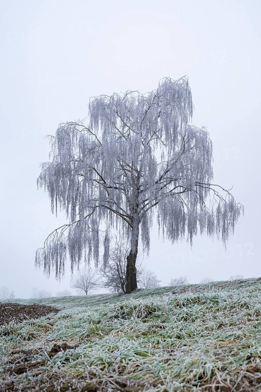 Silver birch (Betula pendula) standing on a meadow with hoarfrost on the branches in winter, Bavaria, Germany