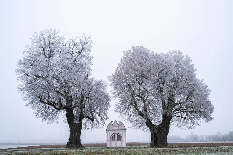 Two silver lime trees (Tilia tomentosa) standing in a meadow with a small chapel in the middle with hoarfrost on the branches in winter, Bavaria, Germany