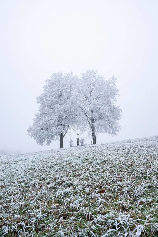 Two silver lime trees (Tilia tomentosa) standing in a meadow with a crucifix in the middle with hoarfrost on the branches in winter, Bavaria, Germany