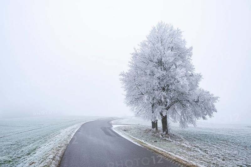 Two silver linden (Tilia tomentosa) trees standing beside a little road, with hoarfrost on the branches in winter, Bavaria, Germany