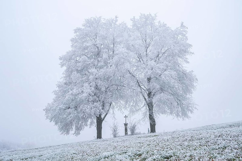 Two silver lime trees (Tilia tomentosa) standing in a meadow with a crucifix in the middle with hoarfrost on the branches in winter, Bavaria, Germany