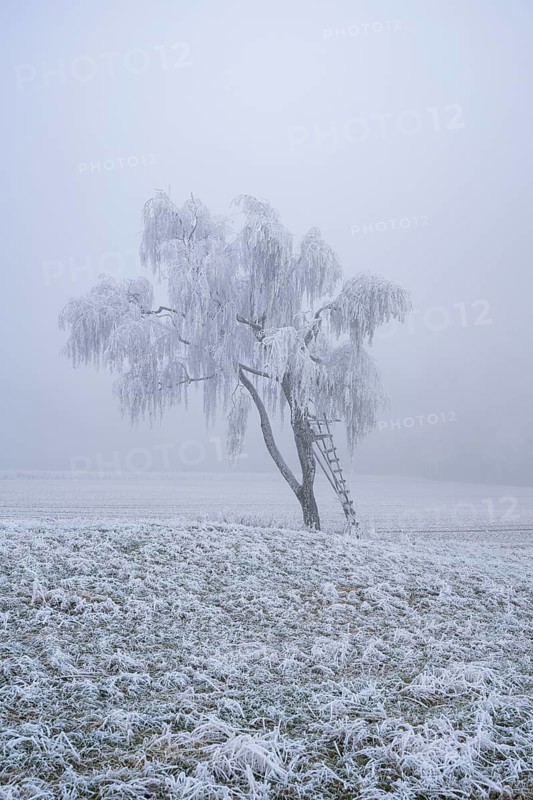 Silver birch (Betula pendula) with a raised hide in a meadow with hoarfrost on the branches in winter, Bavaria, Germany