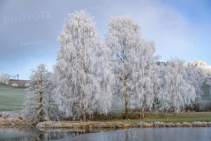 Silver birch (Betula pendula) standing behind a little pond with hoarfrost on the branches at sunshine in winter, Bavaria, Germany
