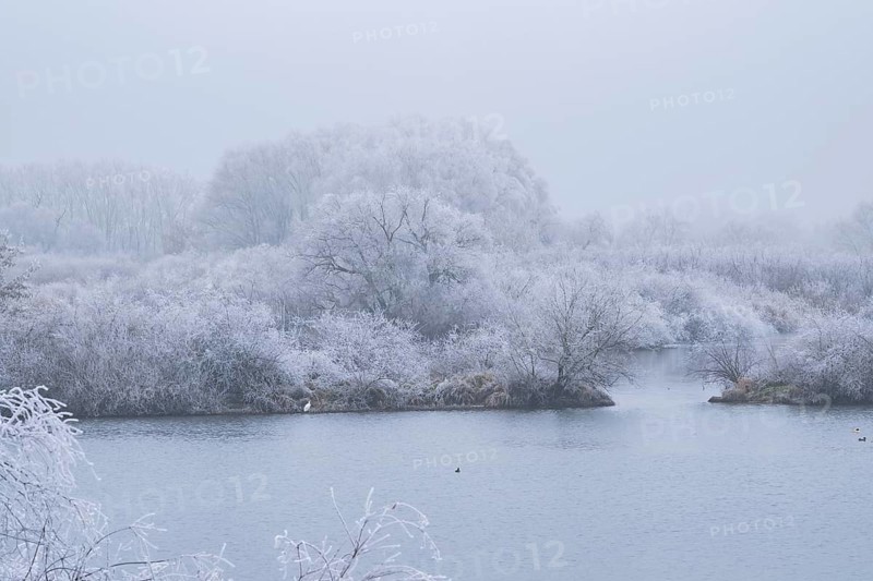 Great egret (Ardea alba) hunting in front of bushes growing beside danubia river with hoarfrost on the branches in winter, Bavaria, Germany
