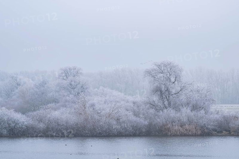 Bushes growing beside danubia river with hoarfrost on the branches in winter, Bavaria, Germany