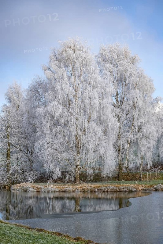 Silver birch (Betula pendula) standing behind a little pond with hoarfrost on the branches at sunshine in winter, Bavaria, Germany