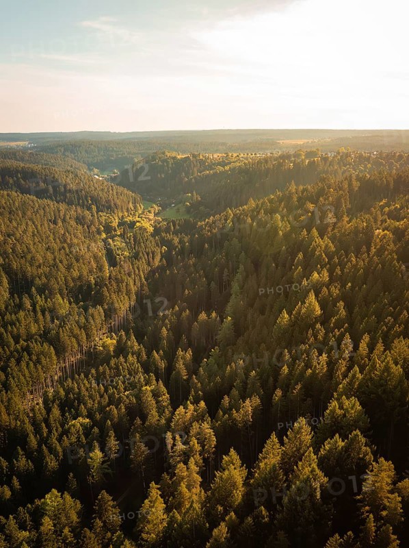 A wide view over the green tops of a forest, illuminated by golden sunlight, Mandelberg castle ruins, Pfalzgrafenweiler, Germany