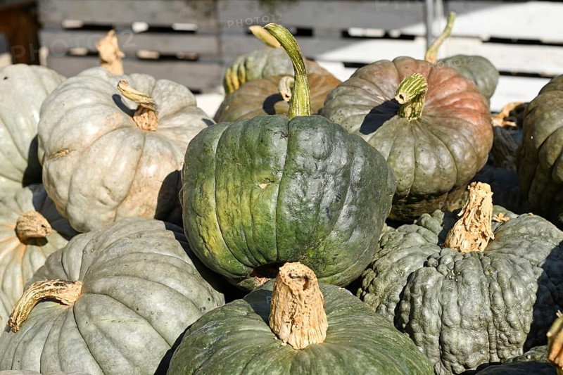 Green and gray heirloom pumpkins and squash at rustic autumn market. Queensland Blue, Jarrahdale Pumpkins and Blue Warted Pumpkin