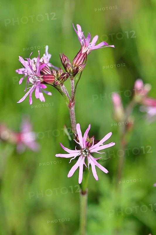 Kuckucks-Lichtnelke (Silene flos-cuculi), Nahaufnahme, Wilnsdorf, Nordrhein-Westfalen, Deutschland