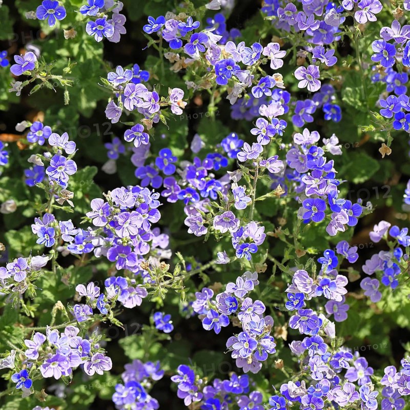 Gamander Ehrenpreis (Veronica chamaedrys), Männertreu, Blüten in einem Laubwald, blaue Blüte, Frühjahr, Wilnsdorf, Nordrhein-Westfalen, Deutschland