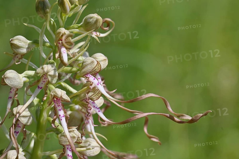 Bocks-Riemenzunge (Himantoglossum hircinum), Blütenstand mit geöffneten weiss-violetten Blüten, Detailaufnahme, Orchideen, Orchidee, Orchideengewächs, Naturfotografie, Lahnstein, Rheinland-Pfalz, Deutschland