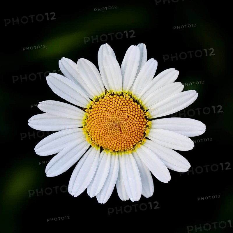 Magerwiesenmargerite Magerwiesen Margerite (Chrysanthemum leucanthemum), Blüte vor schwarzem Hintergrund, Wilnsdorf, Nordrhein-Westfalen, Deutschland