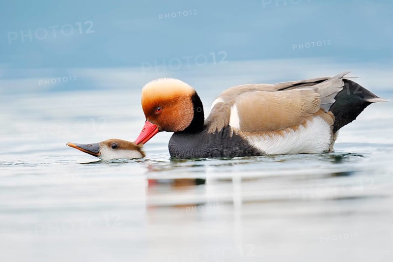 Red-crested pochard (Netta rufina), pair copulating, Lake Constance, Baden-Württemberg, Germany