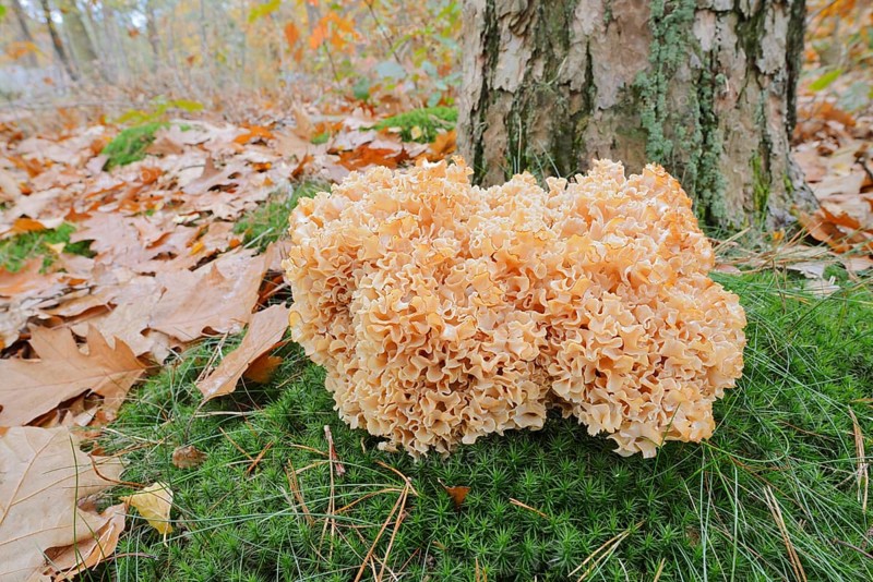 Wood Cauliflower fungus or fat hen (Wood Cauliflower crispa) in autumn, Gelderland, Netherlands