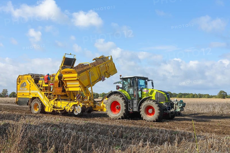 Agricultural harvesting of potatoes with ROPA Keiler 2 potato harvester in front of Claas Axion 830 tractor, Baltic Sea island of Fehmarn, East Holstein, Schleswig-Holstein, Germany