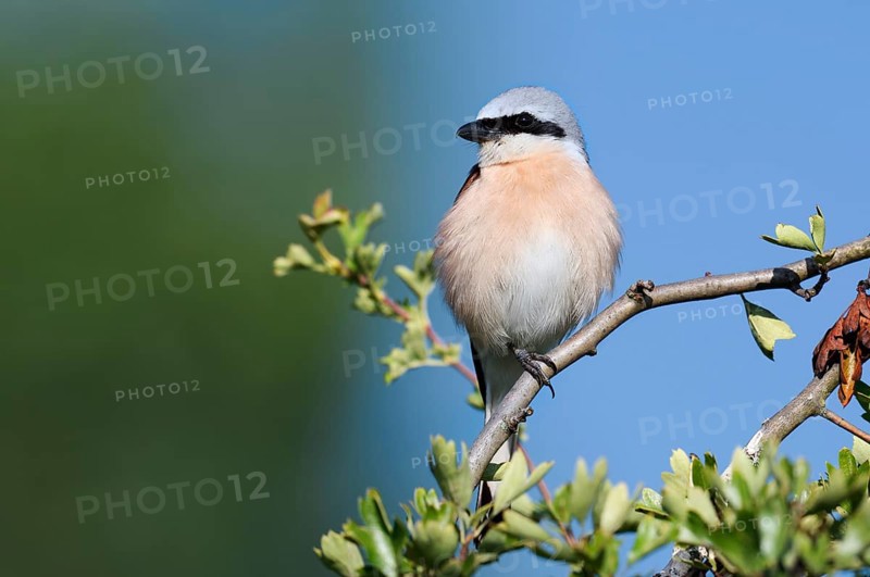 Red-backed shrike (Lanius collurio), male, North Rhine-Westphalia, Germany