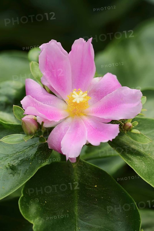 Deciduous cactus or pereskia (Pereskia grandifolia), flower, native to Brazil