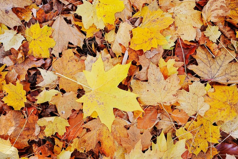 Norway maple or Norway maple (Acer platanoides, leaves in autumn, North Rhine-Westphalia, Germany
