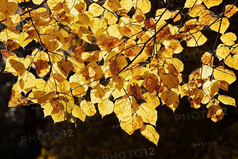 Summer lime (Tilia platyphyllos), leaves in autumn, North Rhine-Westphalia, Germany