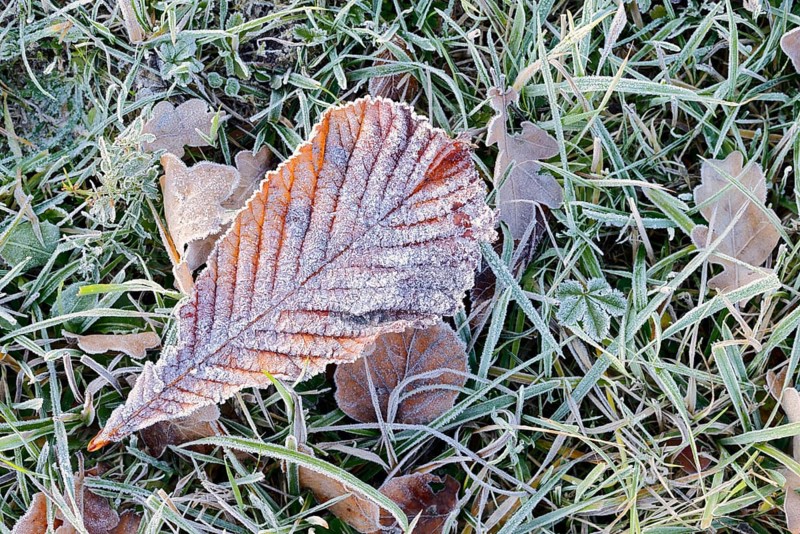 Horse chestnut or common horse chestnut (Aesculus hippocastanum), leaf with hoarfrost lying in the grass, North Rhine-Westphalia, Germany