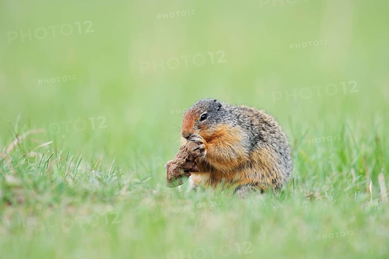 Columbia ground squirrel (Urocitellus columbianus, Spermophilus columbianus) feeding in a meadow, Jasper National Park, Alberta, Canada