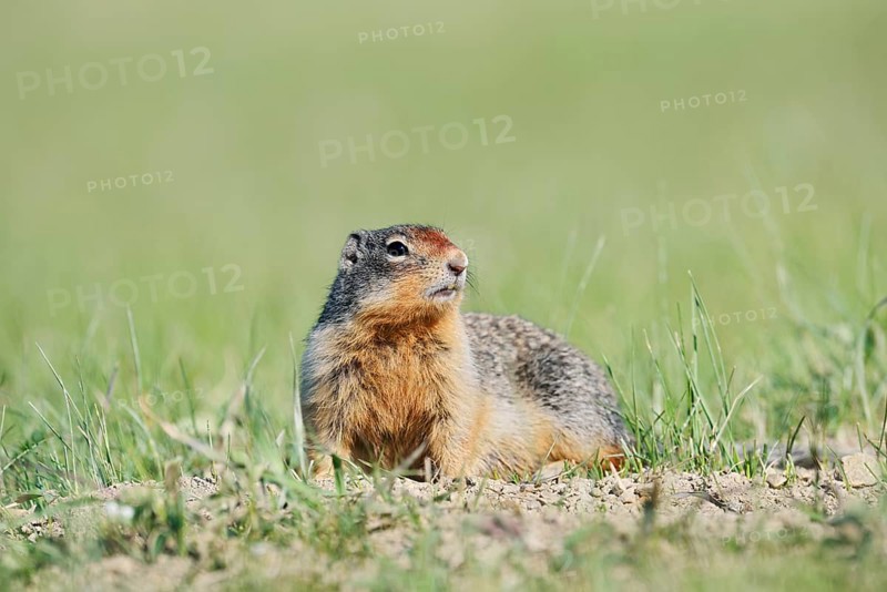 Columbia ground squirrel (Urocitellus columbianus, Spermophilus columbianus), Jasper National Park, Alberta, Canada