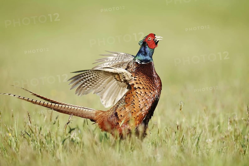 Hunting pheasant (Phasianus colchicus), cock mating in a meadow, North Rhine-Westphalia, Germany