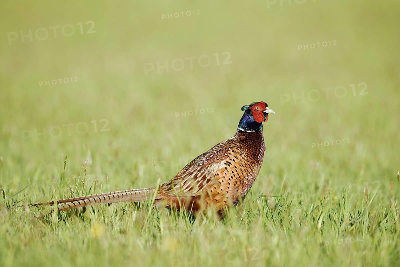 Hunting pheasant (Phasianus colchicus), cock standing in a meadow, North Rhine-Westphalia, Germany
