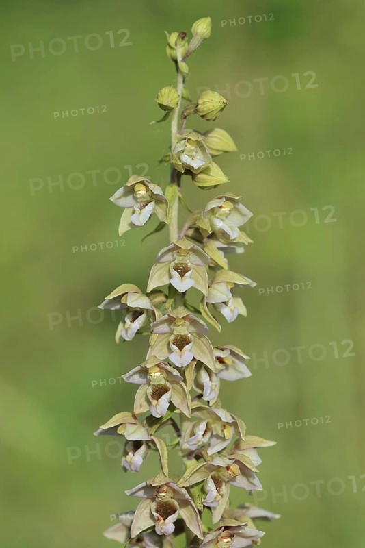 Broad-leaved helleborine or broad-leaved marsh orchid (Epipactis helleborine), inflorescence, North Rhine-Westphalia, Germany