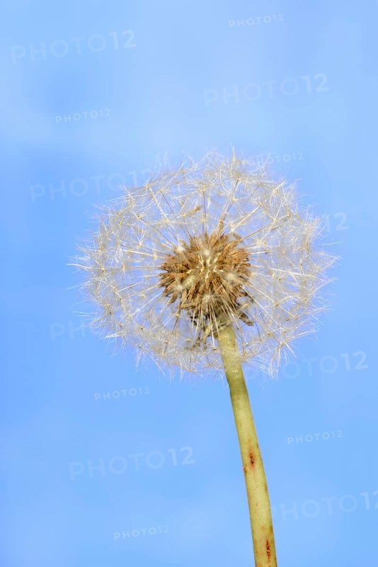 Common dandelion (Taraxacum sect. Ruderalia), dandelion, North Rhine-Westphalia, Germany