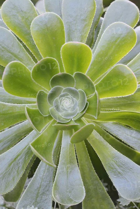Golden yellow aeonium or roofroot (Aeonium holochrysum), rosette of leaves, Tenerife, Canary Islands, Spain