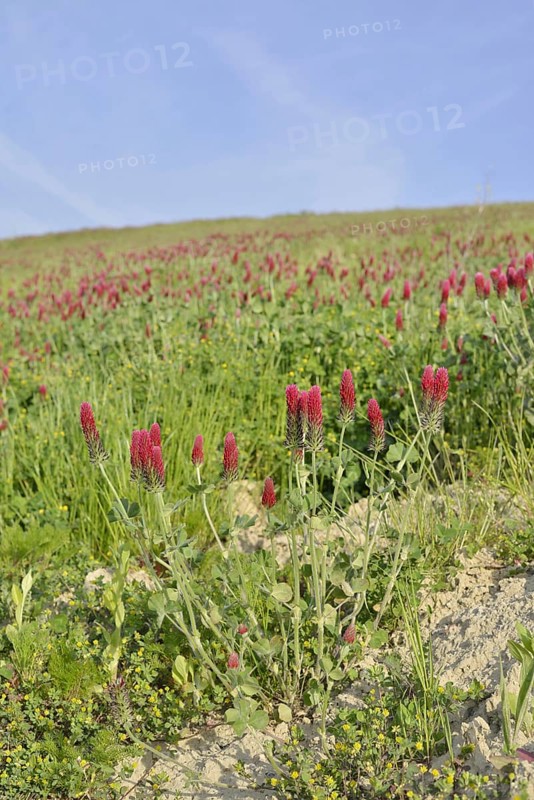 Purple clover or foxtail clover (Trifolium rubens) flowering, North Rhine-Westphalia, Germany