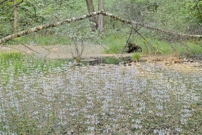 Flowering European water feather or water primrose (Hottonia palustris) in a pond, North Rhine-Westphalia, Germany